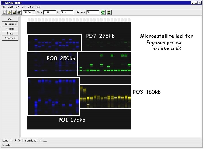 PO 7 275 kb Microsatellite loci for Pogonomyrmex occidentalis PO 8 250 kb PO
