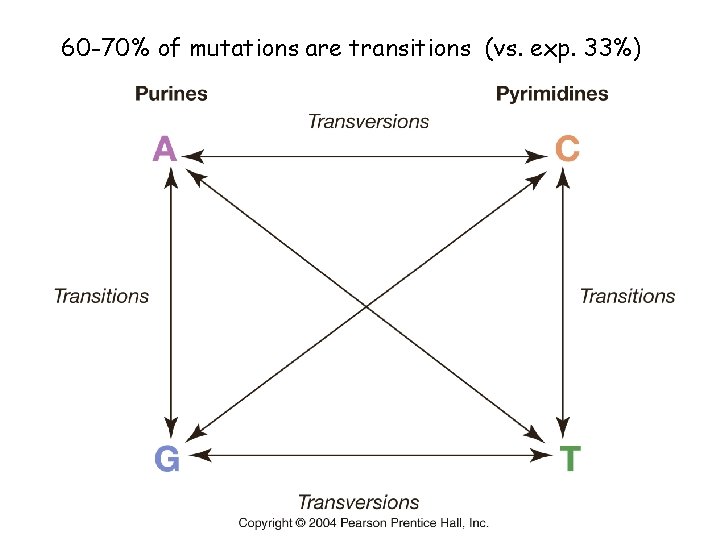 60 -70% of mutations are transitions (vs. exp. 33%) 