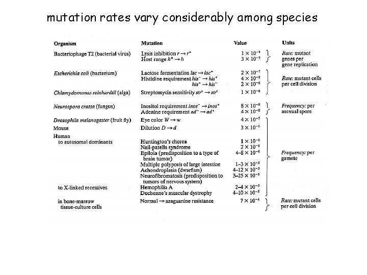 mutation rates vary considerably among species 