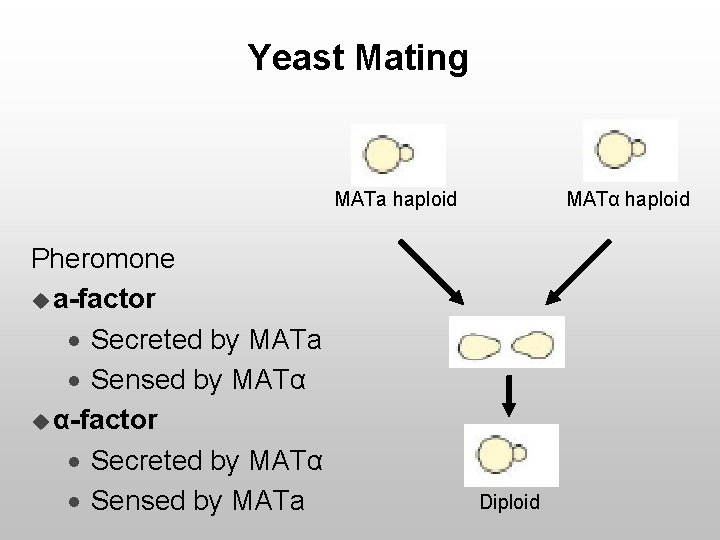 Yeast Mating MATa haploid Pheromone u a-factor · Secreted by MATa · Sensed by