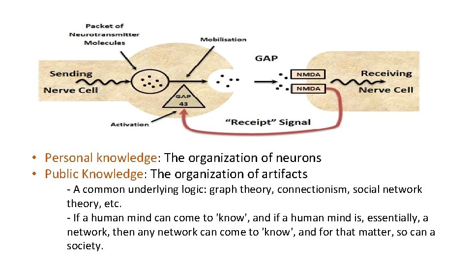  • Personal knowledge: The organization of neurons • Public Knowledge: The organization of