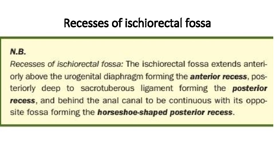 Recesses of ischiorectal fossa 