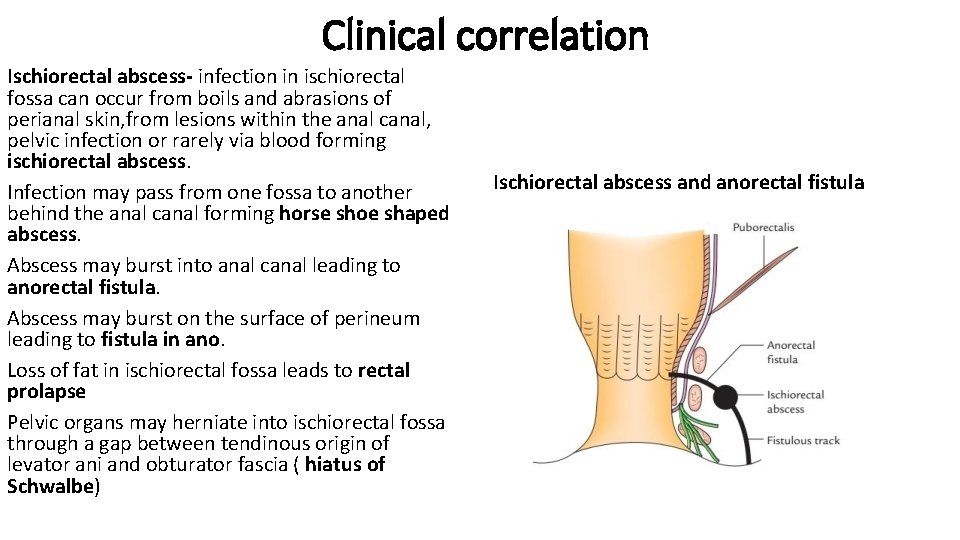 Clinical correlation Ischiorectal abscess- infection in ischiorectal fossa can occur from boils and abrasions