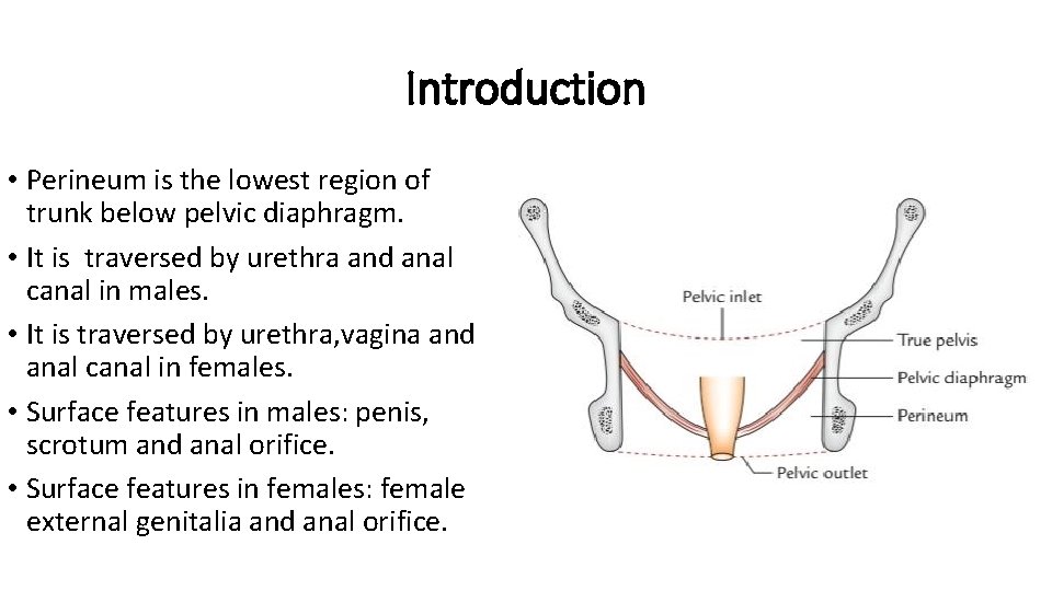 Introduction • Perineum is the lowest region of trunk below pelvic diaphragm. • It