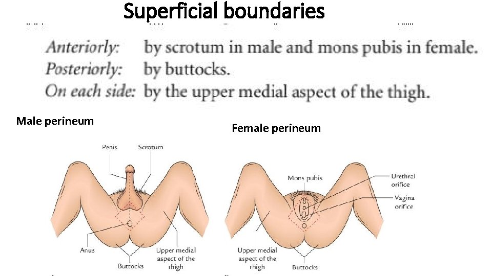 Superficial boundaries Male perineum Female perineum 