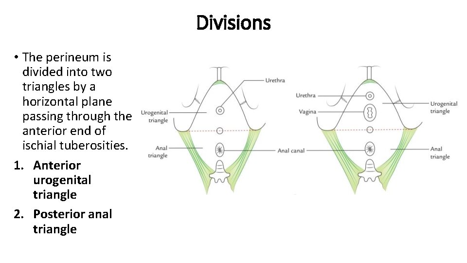 Divisions • The perineum is divided into two triangles by a horizontal plane passing