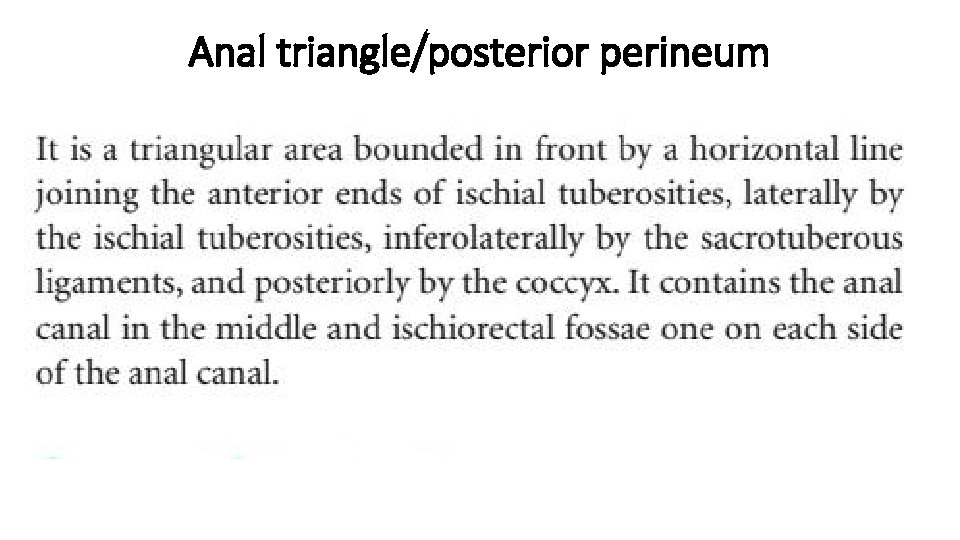 Anal triangle/posterior perineum 