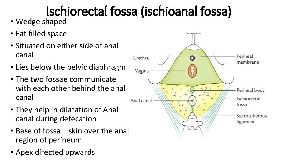 Ischiorectal fossa (ischioanal fossa) • Wedge shaped • Fat filled space • Situated on