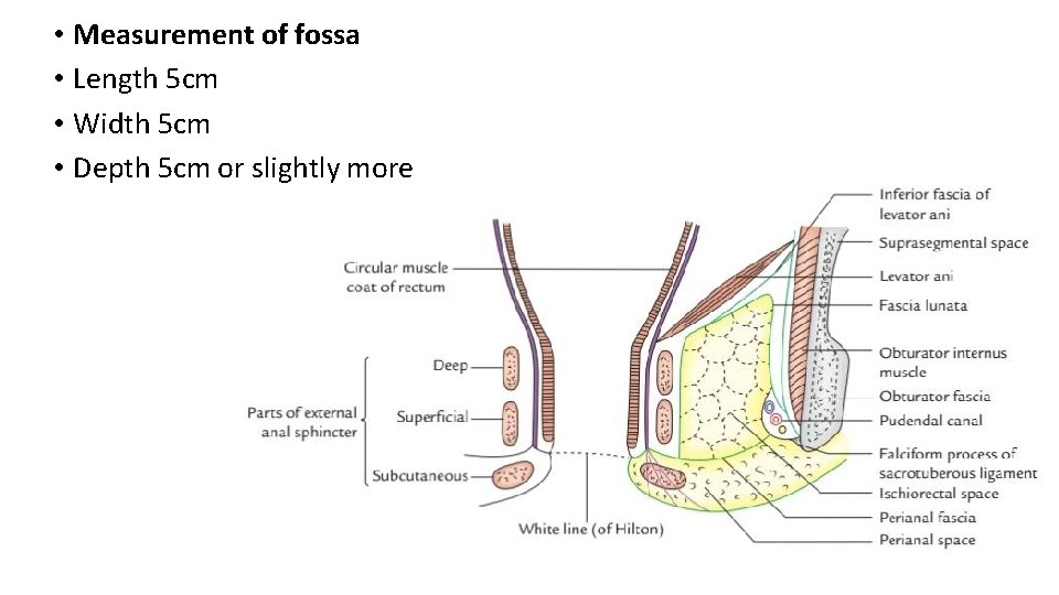  • Measurement of fossa • Length 5 cm • Width 5 cm •