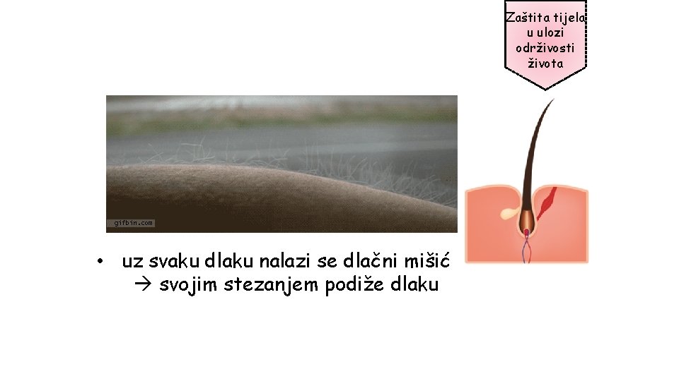Zaštita tijela u ulozi održivosti života • uz svaku dlaku nalazi se dlačni mišić