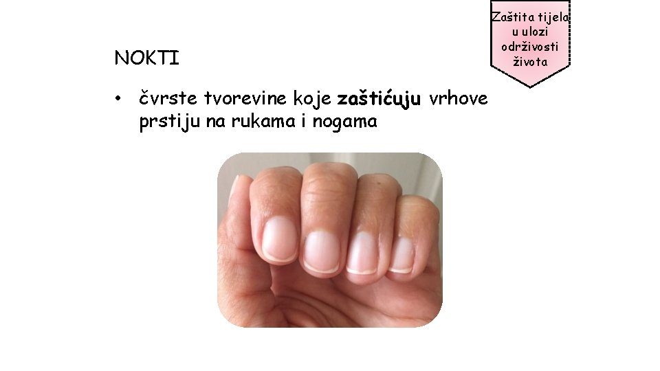 NOKTI • čvrste tvorevine koje zaštićuju vrhove prstiju na rukama i nogama Zaštita tijela