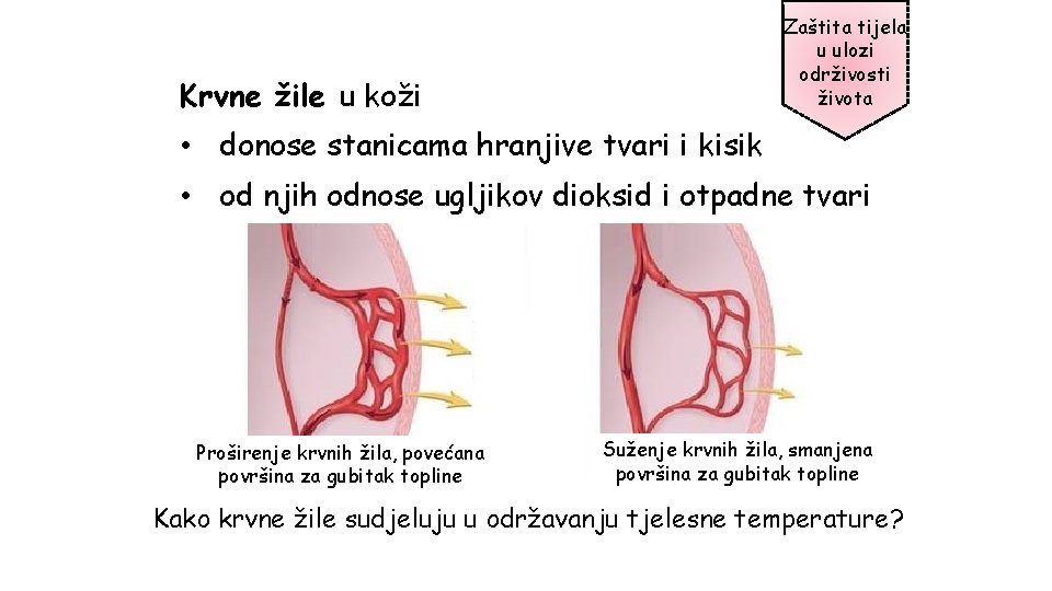 Zaštita tijela u ulozi održivosti života Krvne žile u koži • donose stanicama hranjive