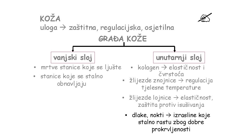 KOŽA uloga zaštitna, regulacijska, osjetilna GRAĐA KOŽE vanjski sloj unutarnji sloj • mrtve stanice