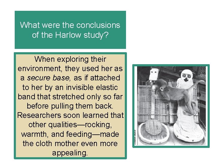 What were the conclusions of the Harlow study? When exploring their environment, they used