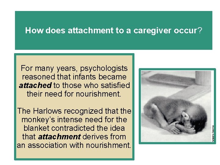 How does attachment to a caregiver occur? For many years, psychologists reasoned that infants