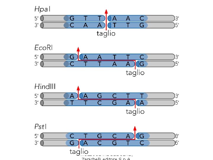 Watson et al. , BIOLOGIA MOLECOLARE DEL GENE, 