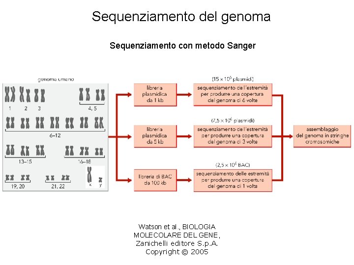 Sequenziamento del genoma Sequenziamento con metodo Sanger Watson et al. , BIOLOGIA MOLECOLARE DEL