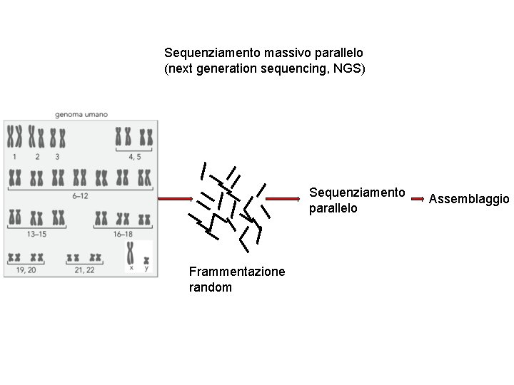 Sequenziamento massivo parallelo (next generation sequencing, NGS) Sequenziamento parallelo Frammentazione random Assemblaggio 