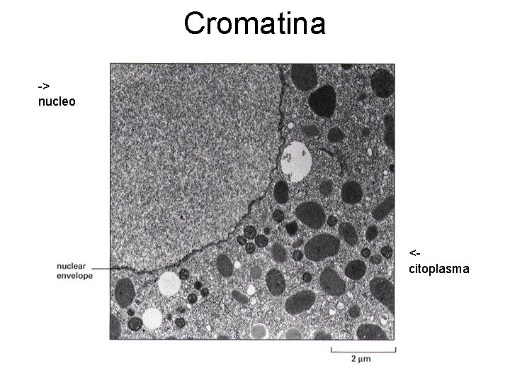 Cromatina -> nucleo <citoplasma 