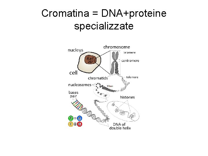 Cromatina = DNA+proteine specializzate 