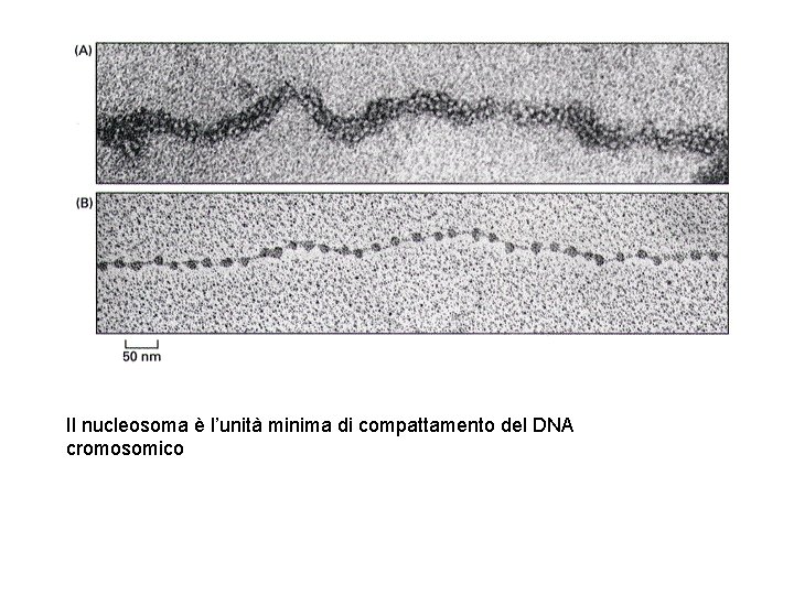 Il nucleosoma è l’unità minima di compattamento del DNA cromosomico 