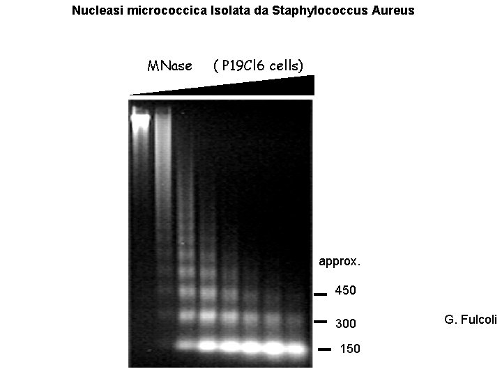 Nucleasi micrococcica Isolata da Staphylococcus Aureus MNase ( P 19 Cl 6 cells) approx.