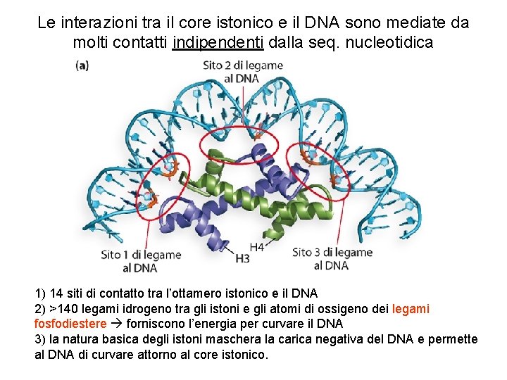 Le interazioni tra il core istonico e il DNA sono mediate da molti contatti