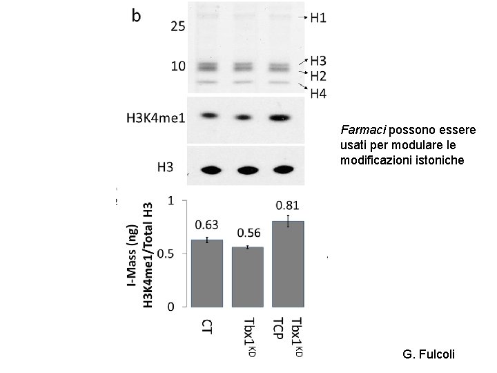 Farmaci possono essere usati per modulare le modificazioni istoniche G. Fulcoli 