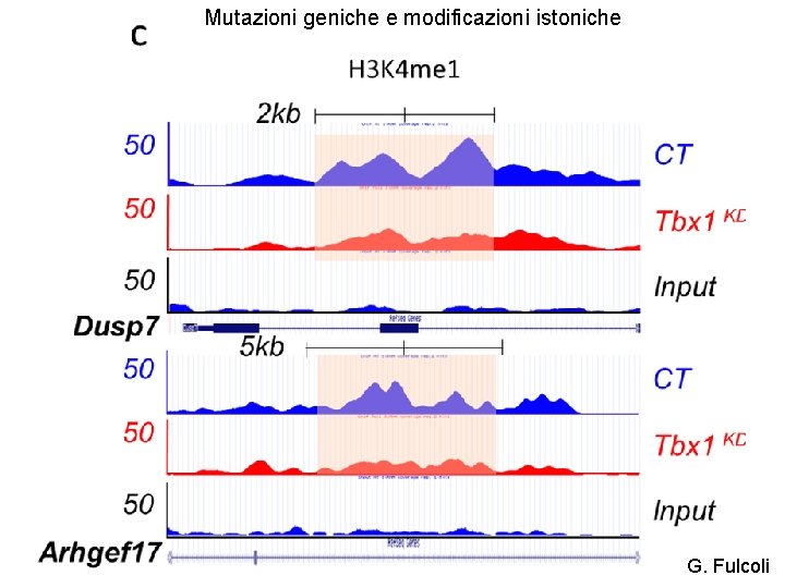 Mutazioni geniche e modificazioni istoniche G. Fulcoli 