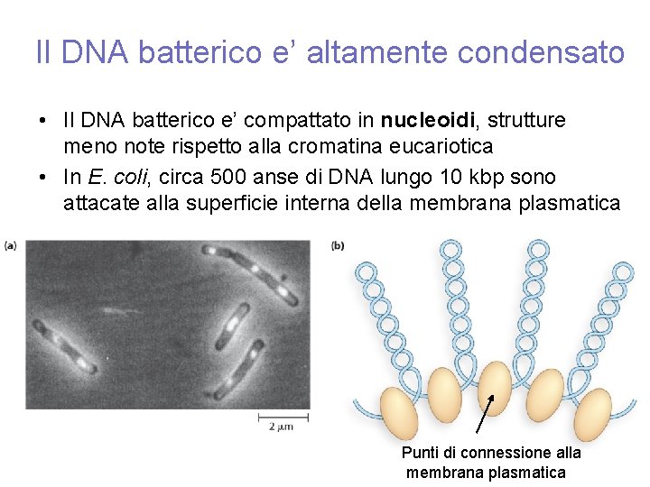 Il DNA batterico e’ altamente condensato • Il DNA batterico e’ compattato in nucleoidi,