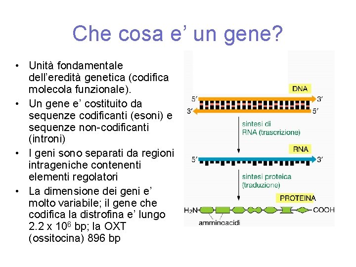 Che cosa e’ un gene? • Unità fondamentale dell’eredità genetica (codifica molecola funzionale). •