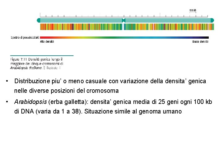  • Distribuzione piu’ o meno casuale con variazione della densita’ genica nelle diverse