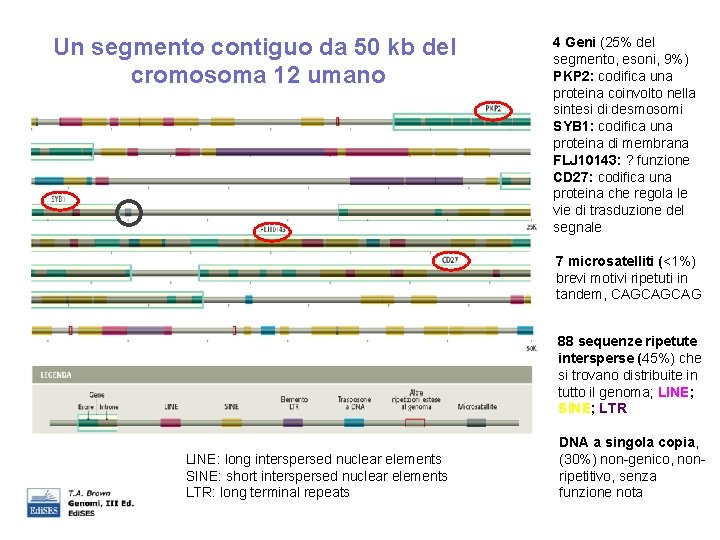 Un segmento contiguo da 50 kb del cromosoma 12 umano 4 Geni (25% del