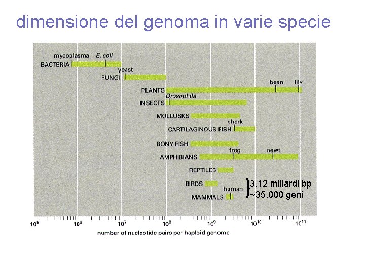 dimensione del genoma in varie specie 3. 12 miliardi bp ~35. 000 geni 