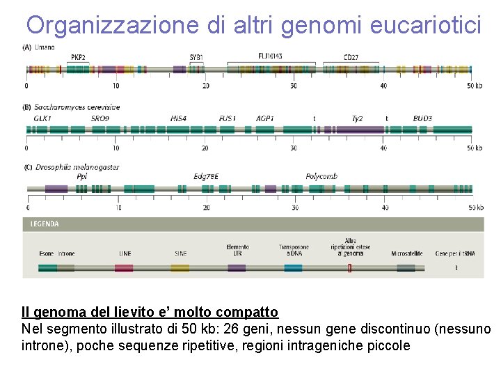 Organizzazione di altri genomi eucariotici Il genoma del lievito e’ molto compatto Nel segmento