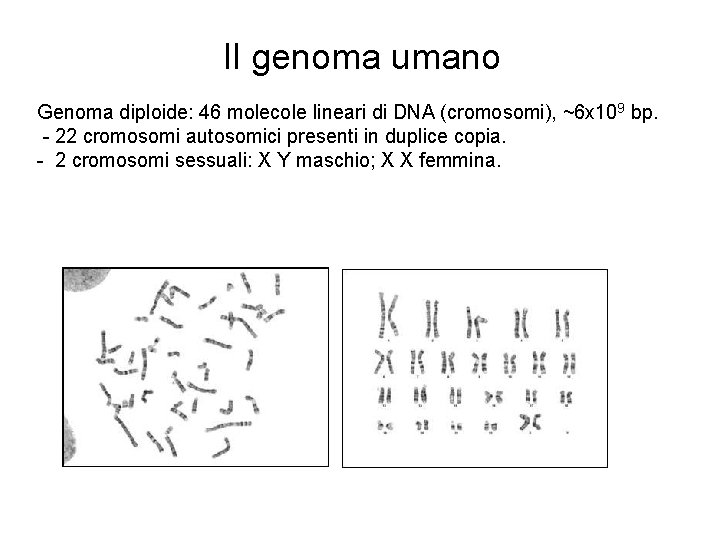 Il genoma umano Genoma diploide: 46 molecole lineari di DNA (cromosomi), ~6 x 109