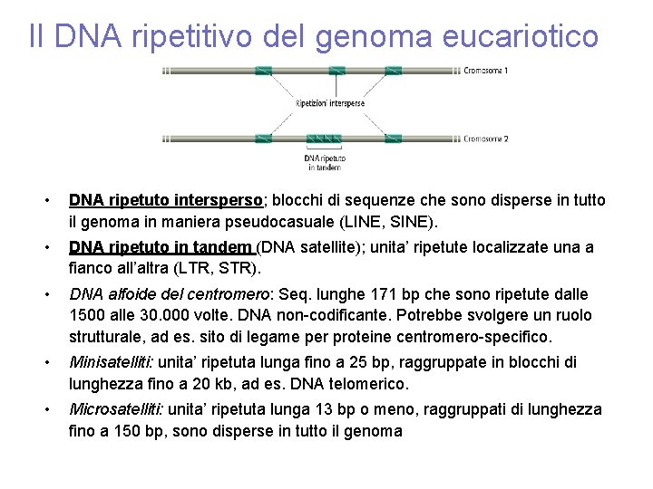 Il DNA ripetitivo del genoma eucariotico • DNA ripetuto intersperso; blocchi di sequenze che