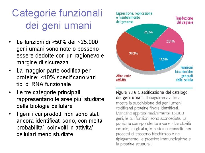 Categorie funzionali dei geni umani • Le funzioni di >50% dei ~25. 000 geni