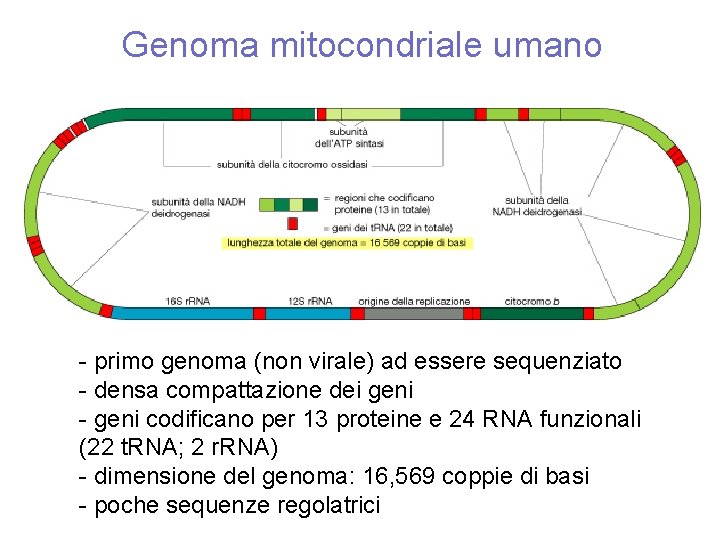 Genoma mitocondriale umano - primo genoma (non virale) ad essere sequenziato - densa compattazione