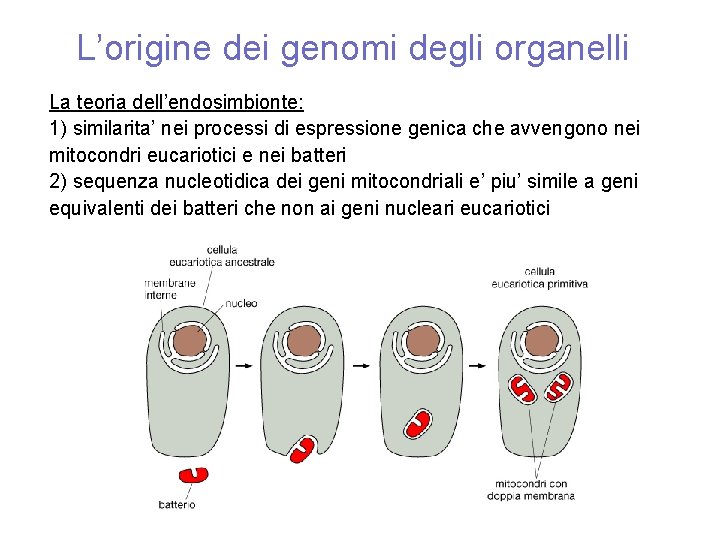 L’origine dei genomi degli organelli La teoria dell’endosimbionte: 1) similarita’ nei processi di espressione