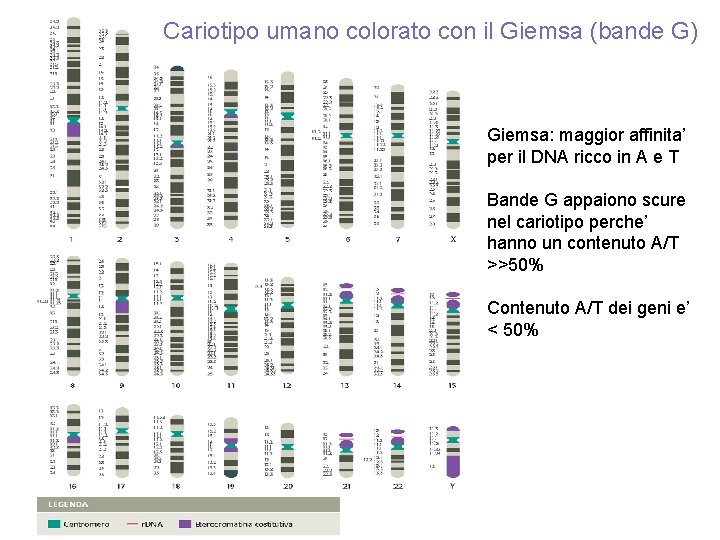 Cariotipo umano colorato con il Giemsa (bande G) Giemsa: maggior affinita’ per il DNA
