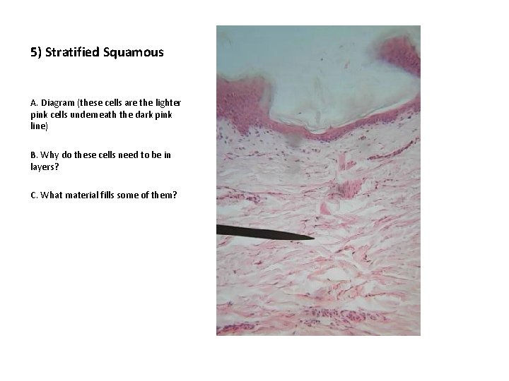 Epithelial Tissue Lab Draw the diagram and answer