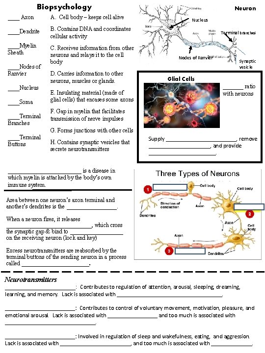 Biopsychology ____ Axon A. Cell body – keeps cell alive ____Dendrite B. Contains DNA