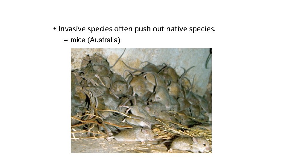  • Invasive species often push out native species. – mice (Australia) 