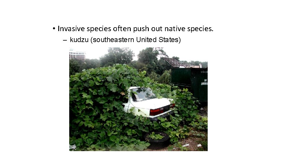  • Invasive species often push out native species. – kudzu (southeastern United States)