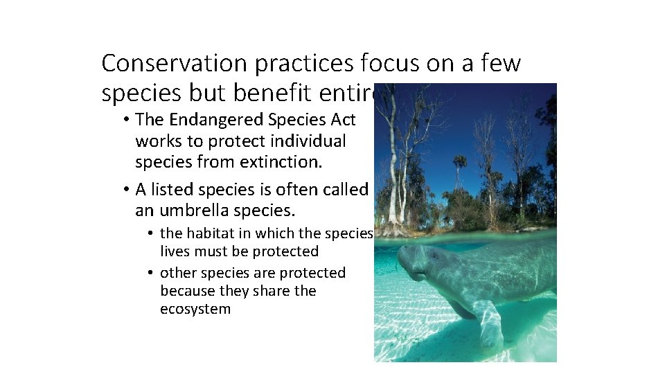 Conservation practices focus on a few species but benefit entire ecosystems. • The Endangered
