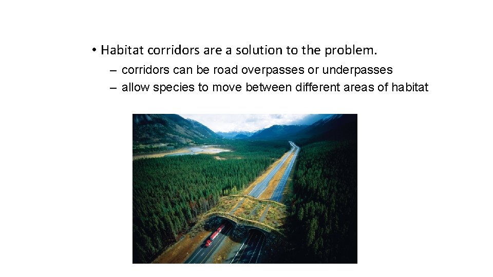  • Habitat corridors are a solution to the problem. – corridors can be