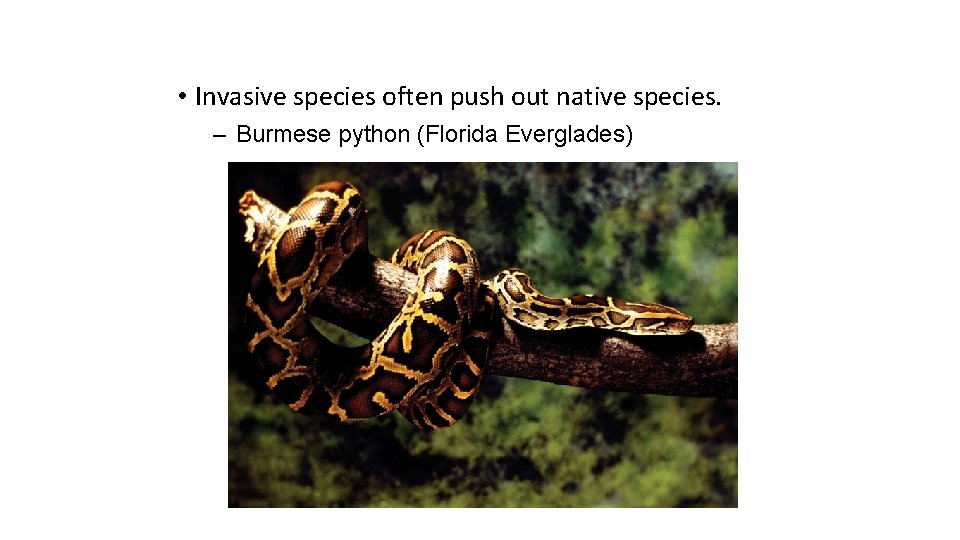  • Invasive species often push out native species. – Burmese python (Florida Everglades)