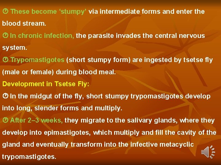 These become ‘stumpy’ via intermediate forms and enter the blood stream. In chronic These become ‘stumpy’ via intermediate forms and enter the blood stream. In chronic
