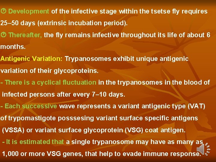 Development of the infective stage within the tsetse fly requires 25– 50 days Development of the infective stage within the tsetse fly requires 25– 50 days